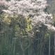 原田町のエドヒガンザクラ（早春なごみ桜）【天然記念物】