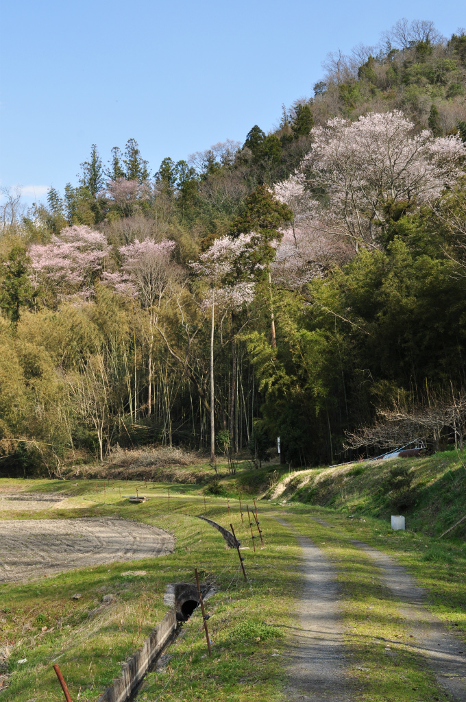 原田町のエドヒガンザクラ（早春なごみ桜）【天然記念物】