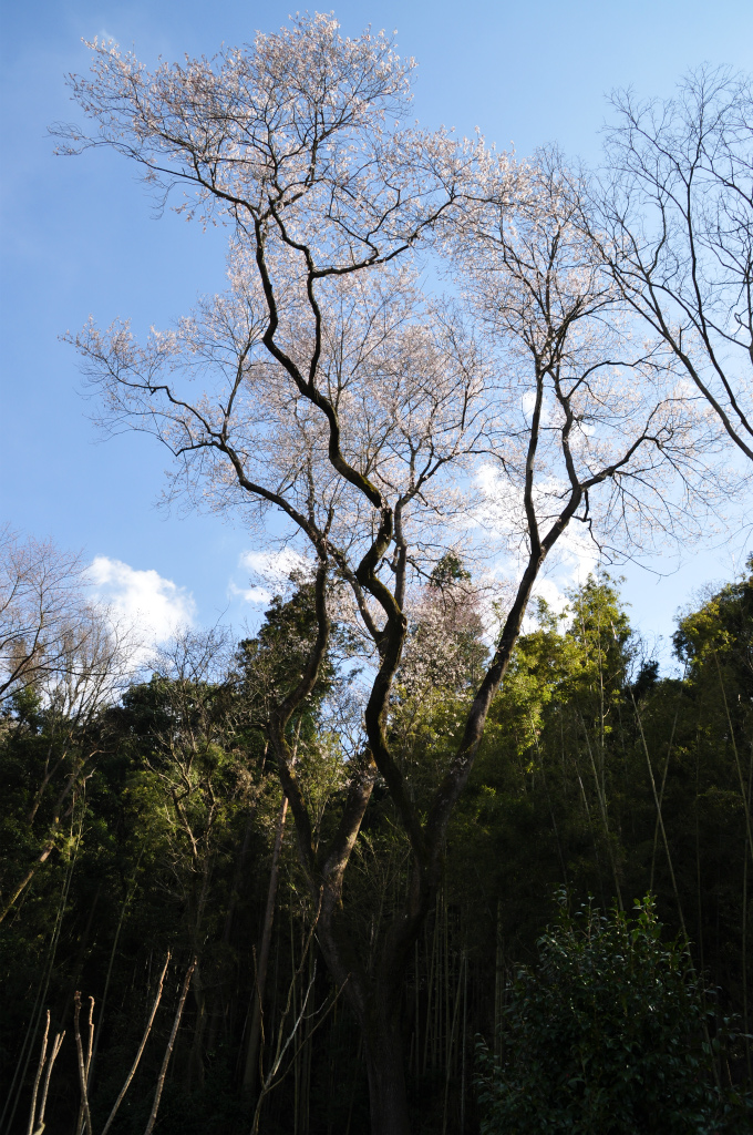 原田町のエドヒガンザクラ（早春なごみ桜）【天然記念物】