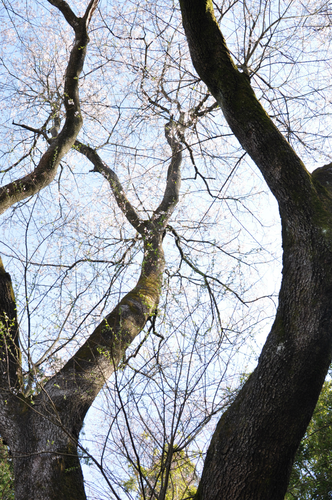 原田町のエドヒガンザクラ（早春なごみ桜）【天然記念物】