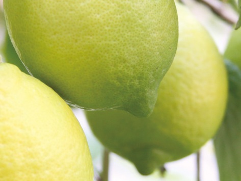 尾道しまなみ商工会瀬戸田支所