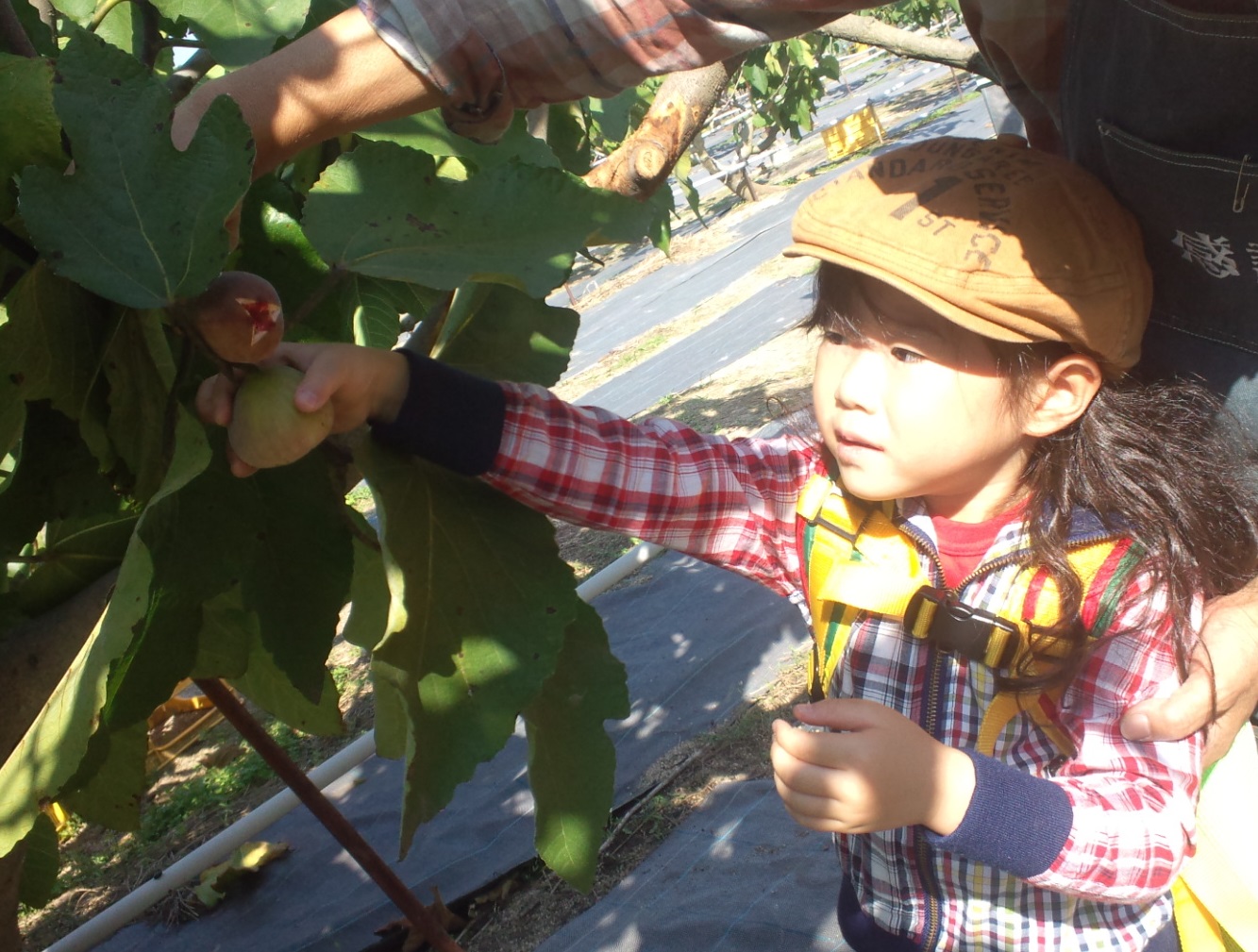 海辺のいちじく園