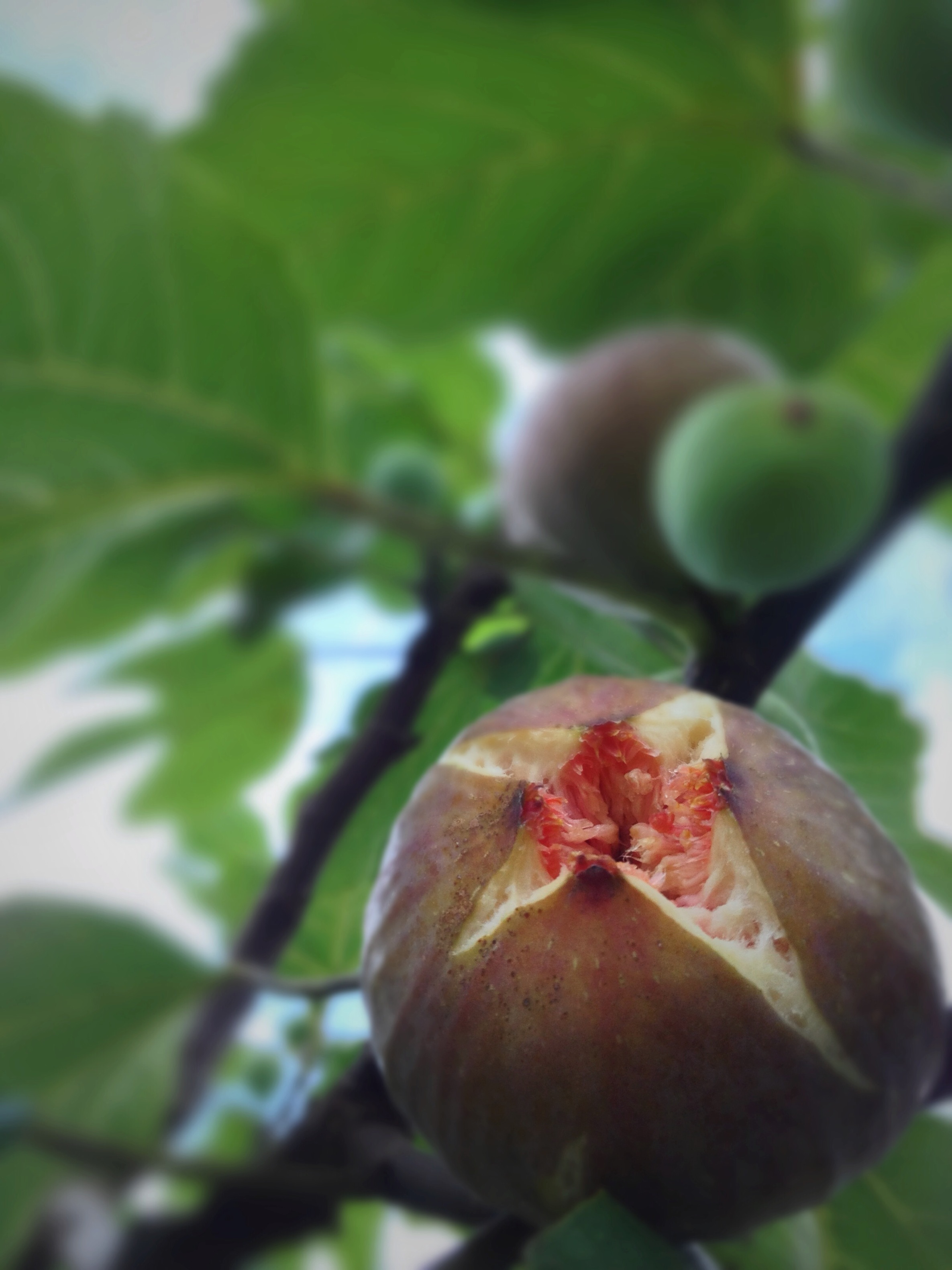 海辺のいちじく園