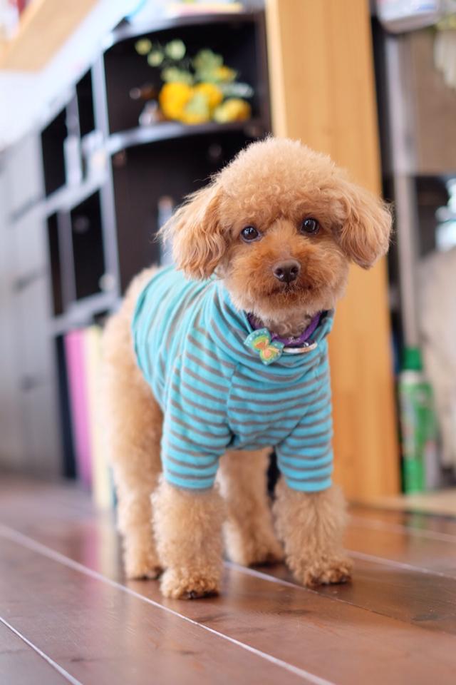 この宿のマスコット