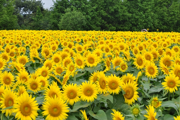 【世羅】世羅高原農場