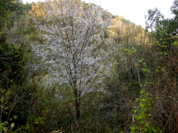 里山自然公園