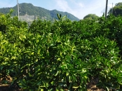 潮香果樹園