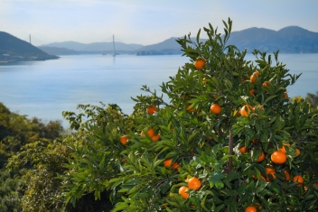 長畠農園