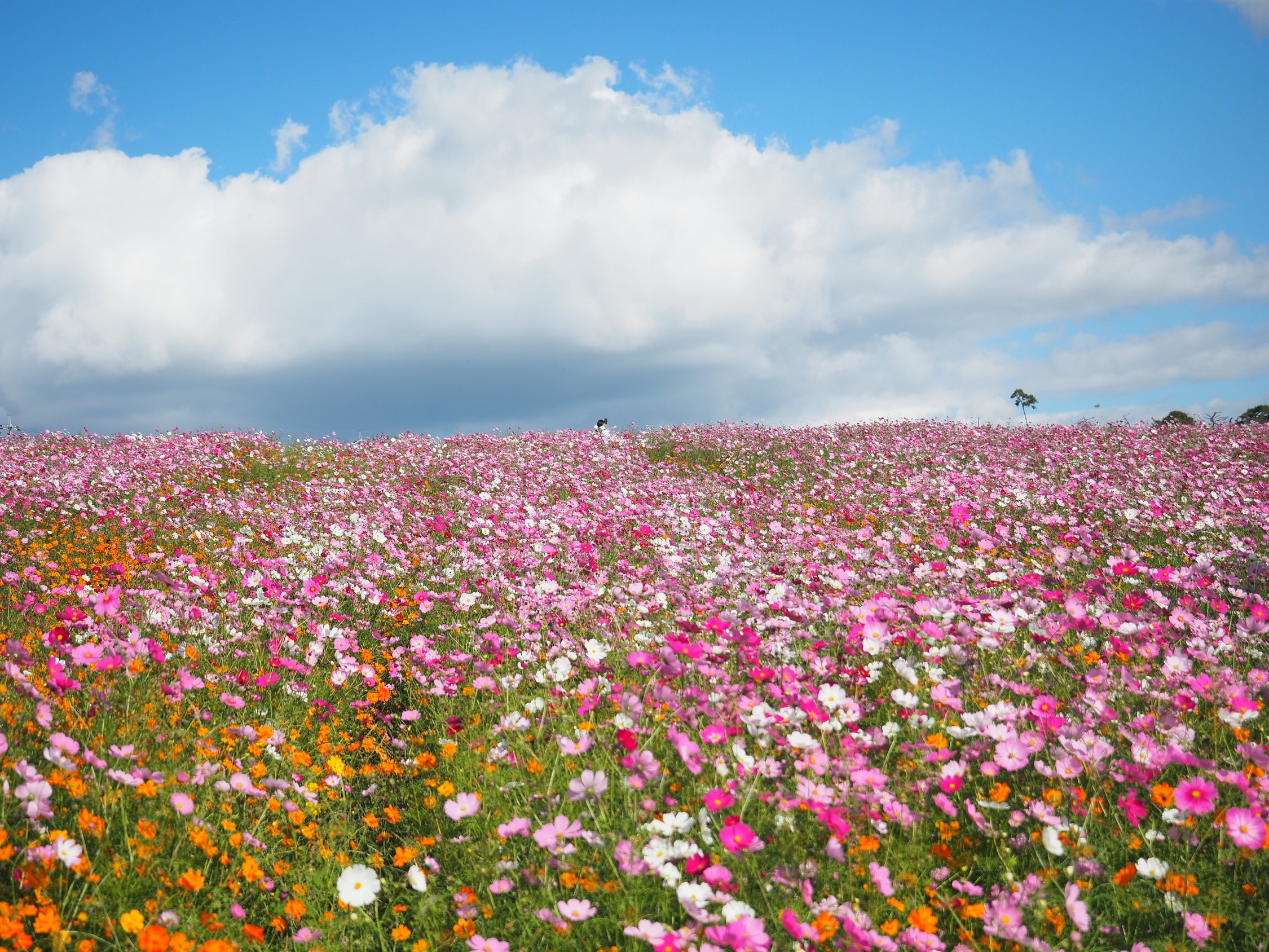 【世羅】花の駅せら