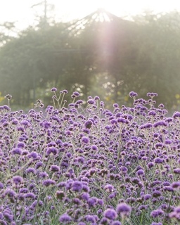 【世羅】花の駅せら