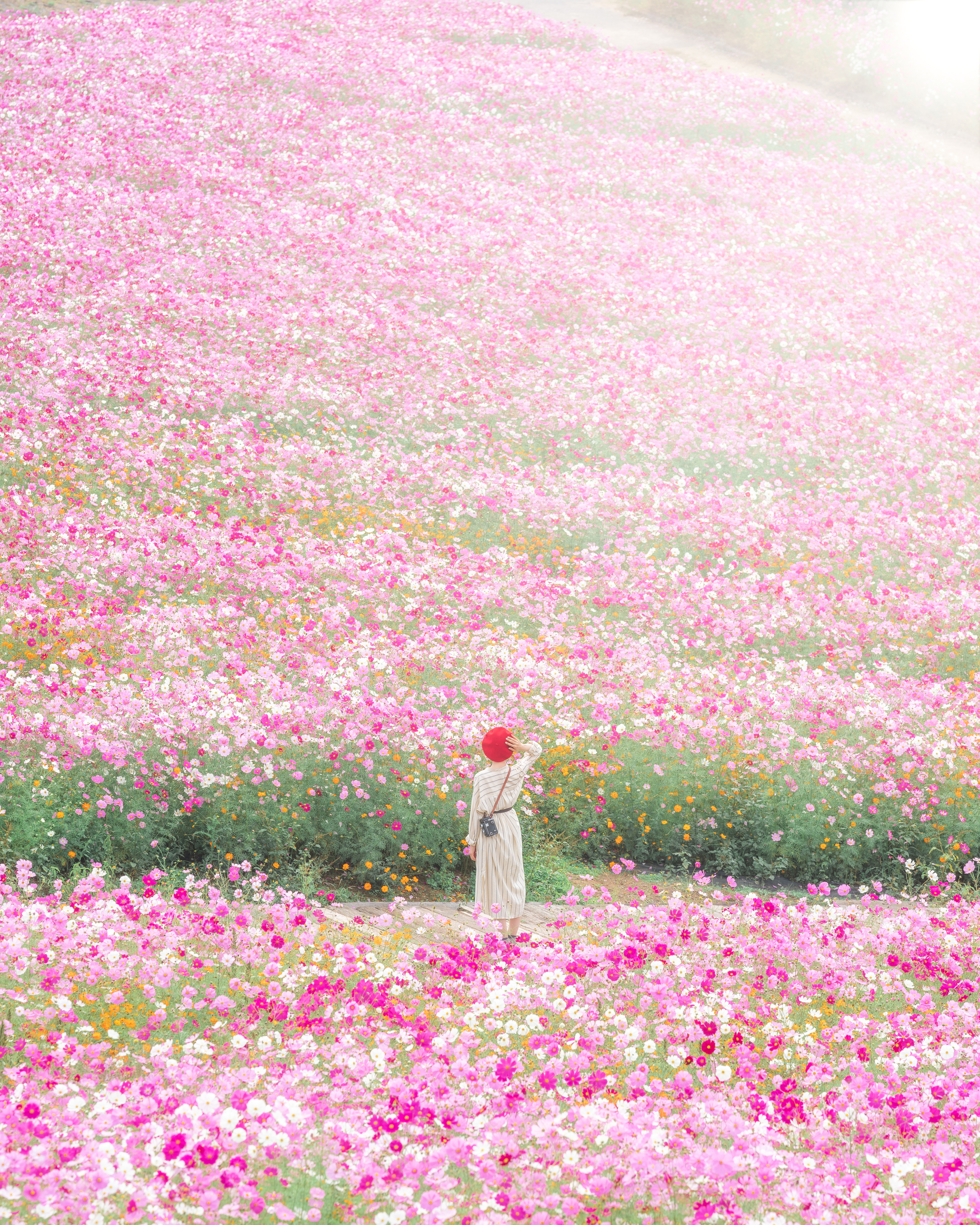 【世羅】花の駅せら