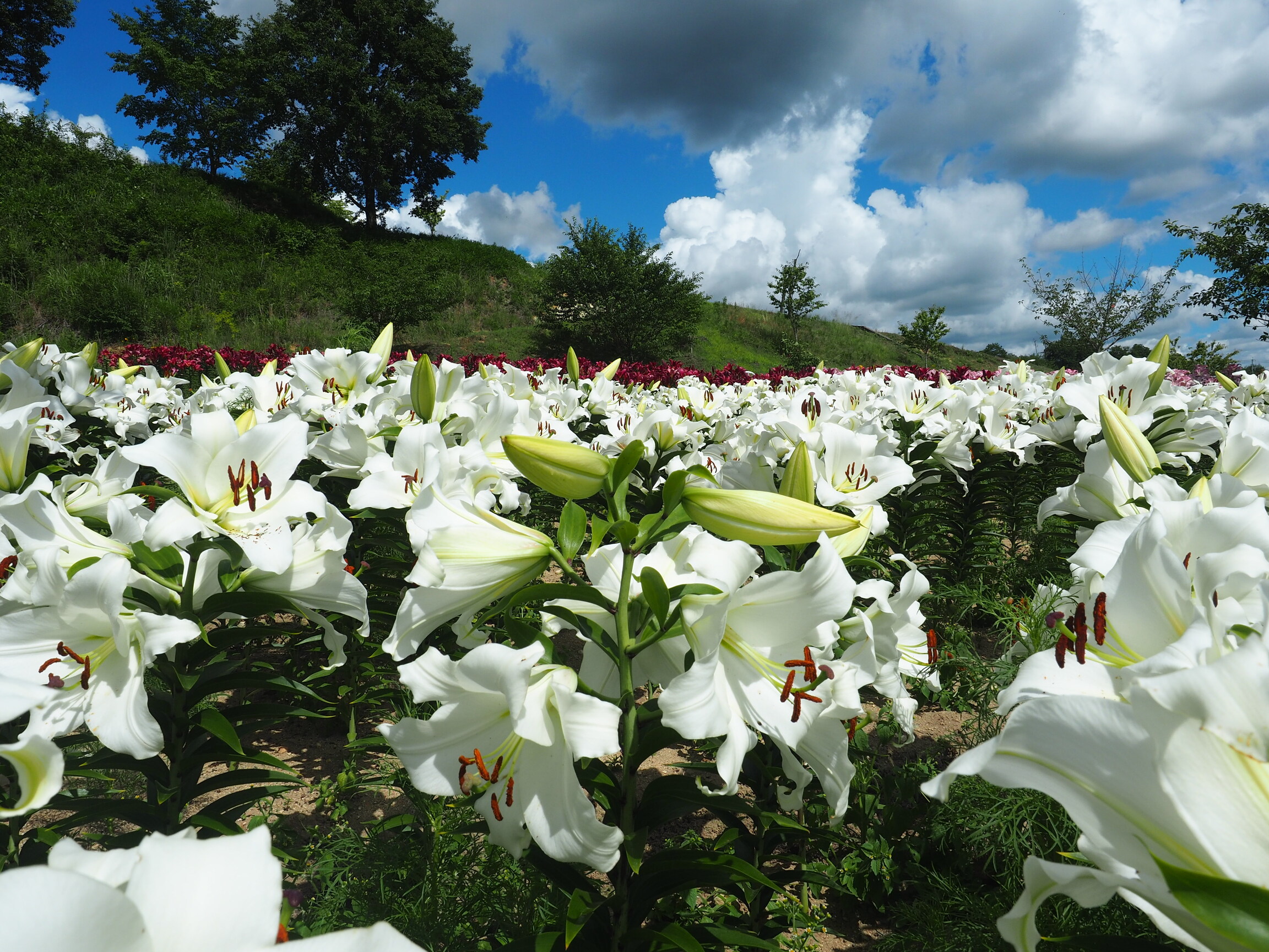 【世羅】花の駅せら