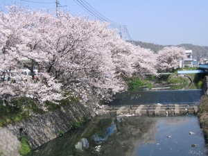 桜土手