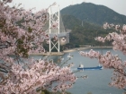 SAKURAと因島大橋