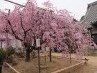 天寧寺の枝垂れ桜