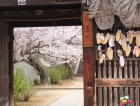 西国寺、仁王門からの桜