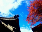 秋空と浄泉寺の鬼瓦