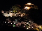 桜咲く夜の展望台