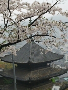 天寧寺海雲塔と桜