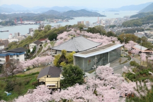 桜花満開