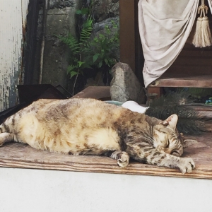 猫は瞳を閉じて うたかたの夢におちてゆく