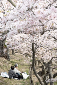 千光寺公園・お花見シーズンの交通規制について