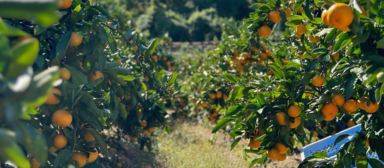 生口島や高根島にある柑橘農家の収穫手伝い（シトラスサポーター）を募集しています。
