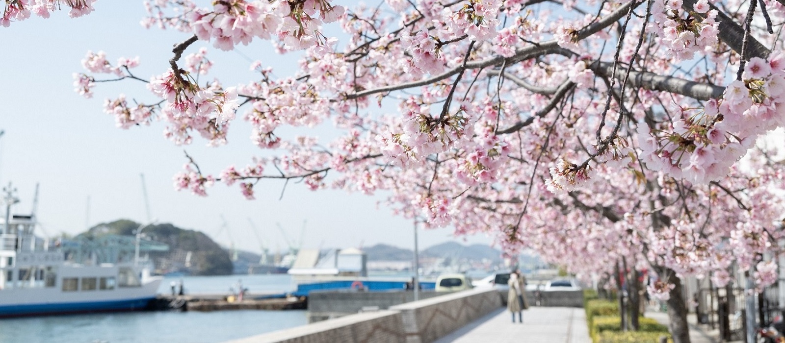 尾道商工会議所そばの河津桜。春先になると一足早くお花見を楽しめます。