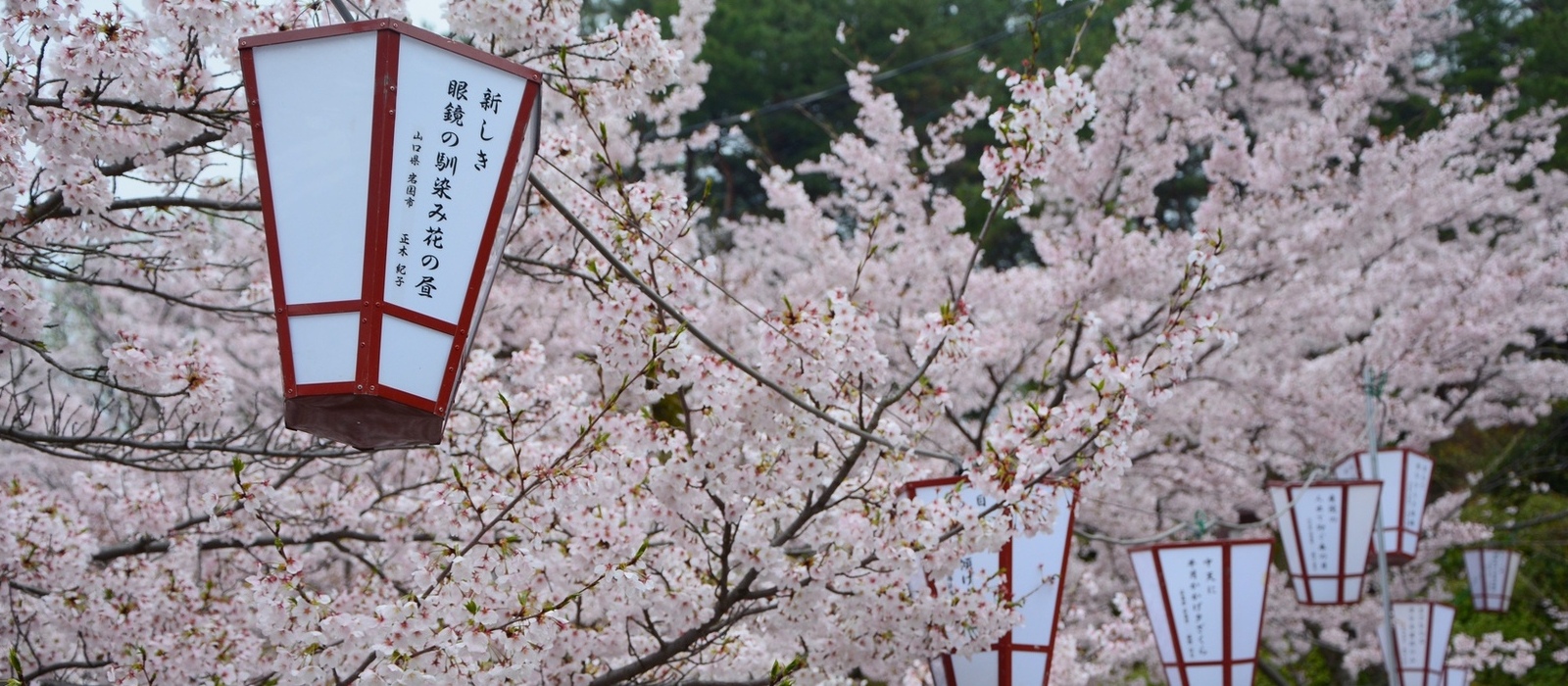 ”さくらの名所100選”に選定されている千光寺公園。3月15日～4月13日までぼんぼりがライトアップされます！