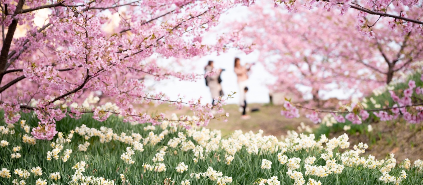 因島の南東部・地蔵鼻の「船隠し公園」では、河津桜と水仙が咲き誇り、一足早いお花見が楽しめます