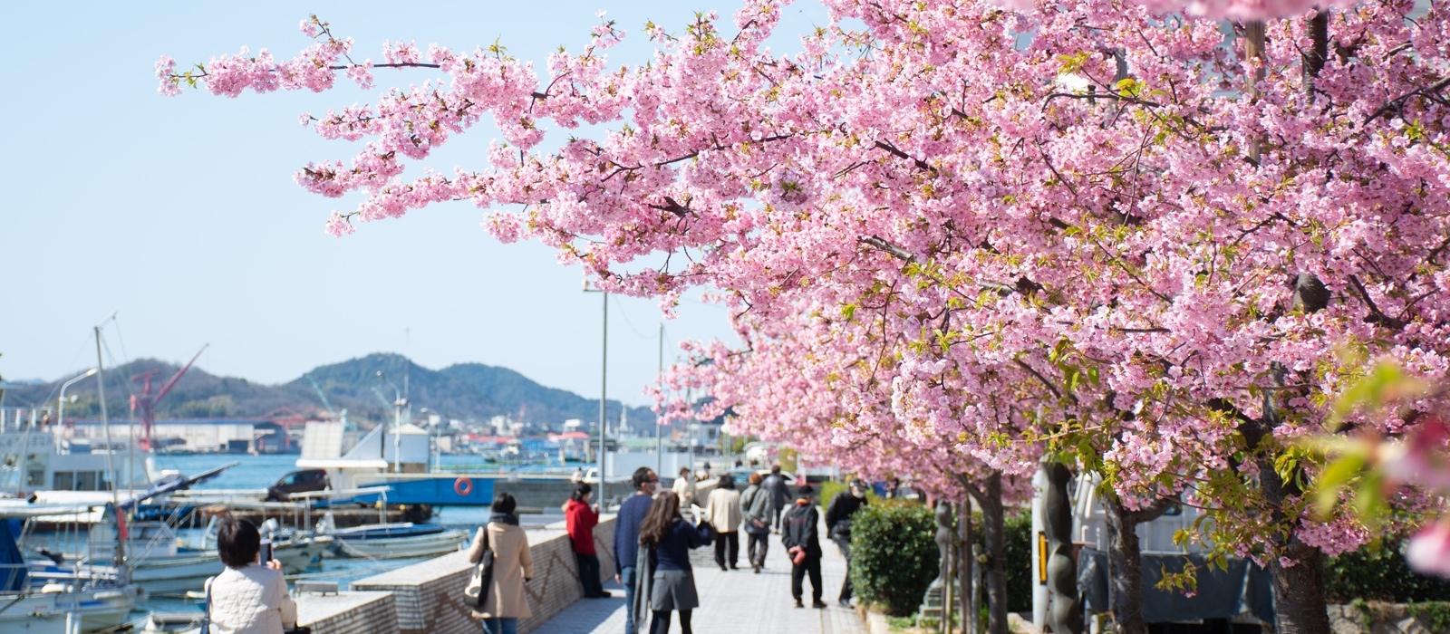 尾道商工会議所西側の河津桜と大漁桜が一足早く春を彩ります。今年の見頃が待ち遠しいですね♪