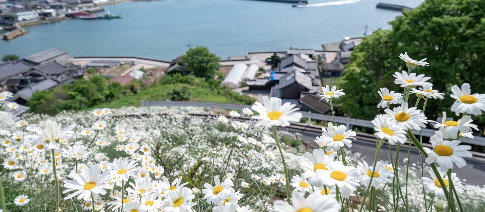 因島・重井西港の除虫菊畑は、かつて蚊取り線香の原料として栽培され、今はGW頃に花が楽しめます