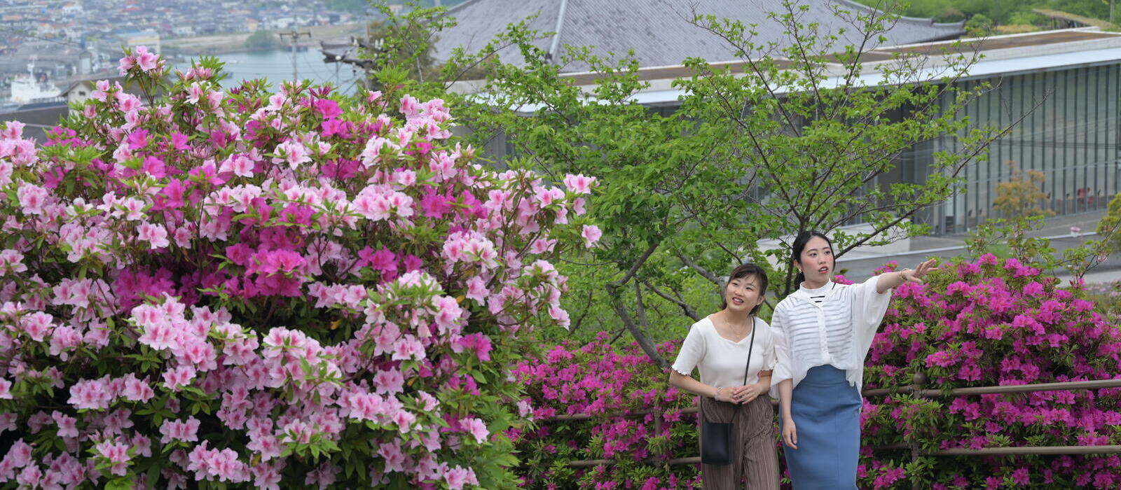 千光寺公園では、GW前後に色鮮やかなツツジやフジが見ごろを迎えます