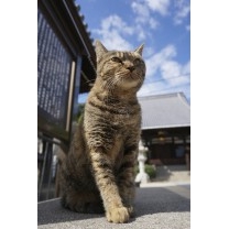 ようこそ猫の町へ