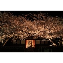 祈りの夜桜