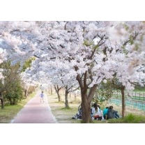 桜のこみち