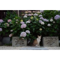 紫陽花のなかで