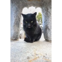 この場所大好きな猫