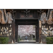 桜満開を満喫する