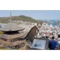 尾道案内猫