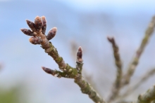 3月1日現在の桜の状況。まだまだつぼみは固く閉じています。