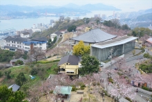 公園全体のようす。ほんのり桜色に包まれ始めました。