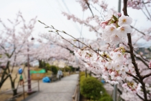 今日もお花見客が多いです