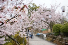 雨の後も散っている桜はほとんどありませんでした