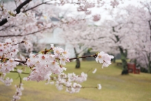 花弁はしっかりとしています