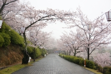 公園の入り口から見た園内