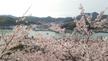 桜越しの尾道水道。まだ市街地山手の桜もしっかりとあります。