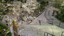 早く咲いていたところは桜の絨毯が見られます