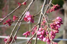 濃いピンク色の花が咲き始めました