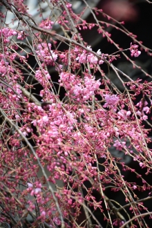 シダレザクラが開花しました